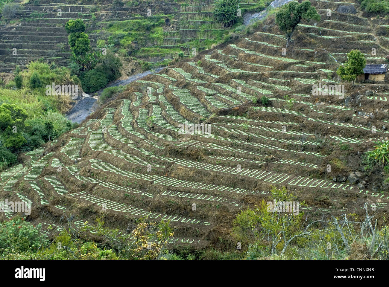 Terrace cultivation, mountain slope terraced farming Stock Photo