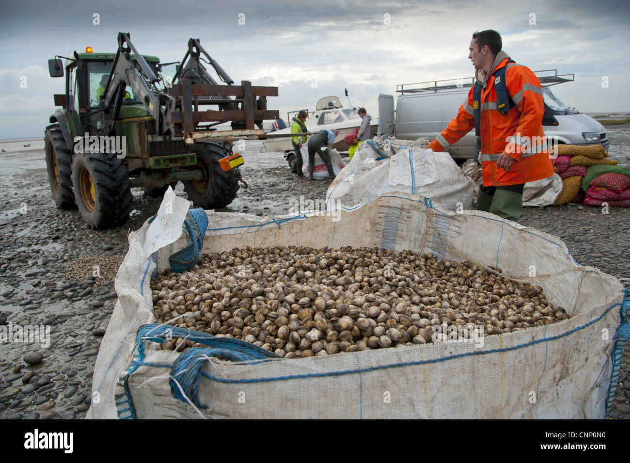 Licensed cockle pickers unloading weighing cockles after picking Stock