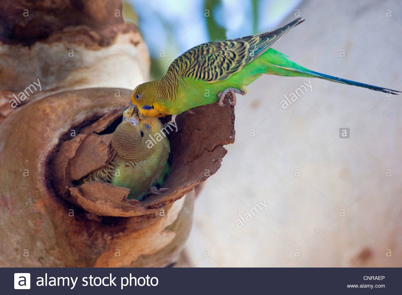 budgerigar, budgie, parakeet (Melopsittacus undulatus), adult Stock