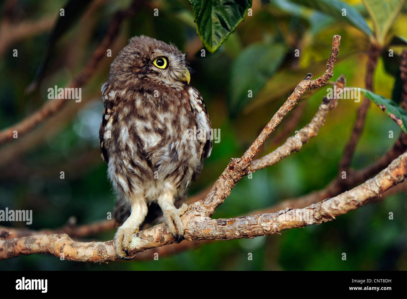 little owl (Athene noctua), juvenile sitting on a branch, Greece Stock