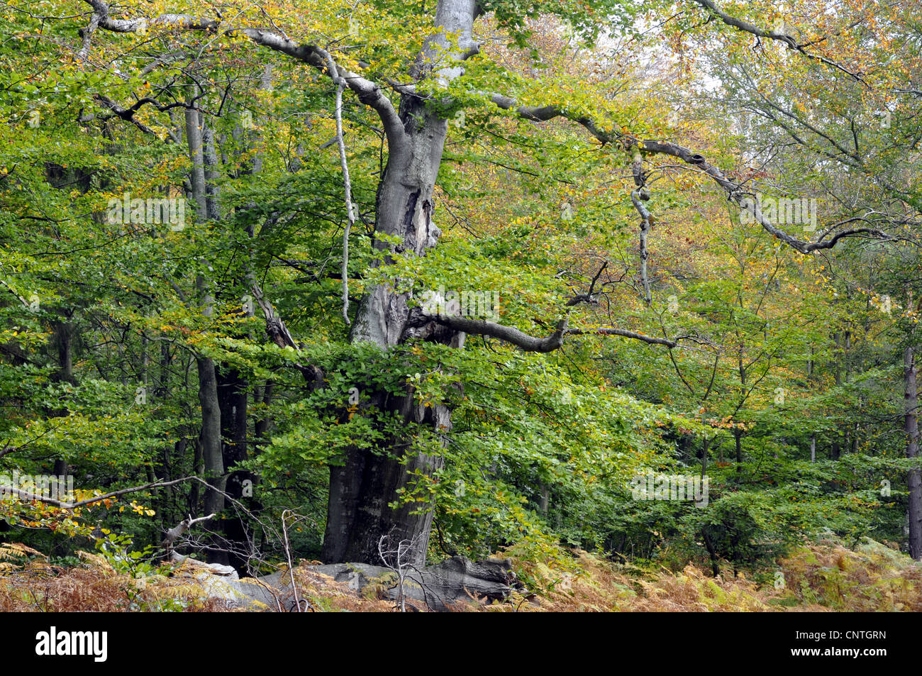 Beech Tree Fagus Sylvatica Old Hi Res Stock Photography And Images Alamy