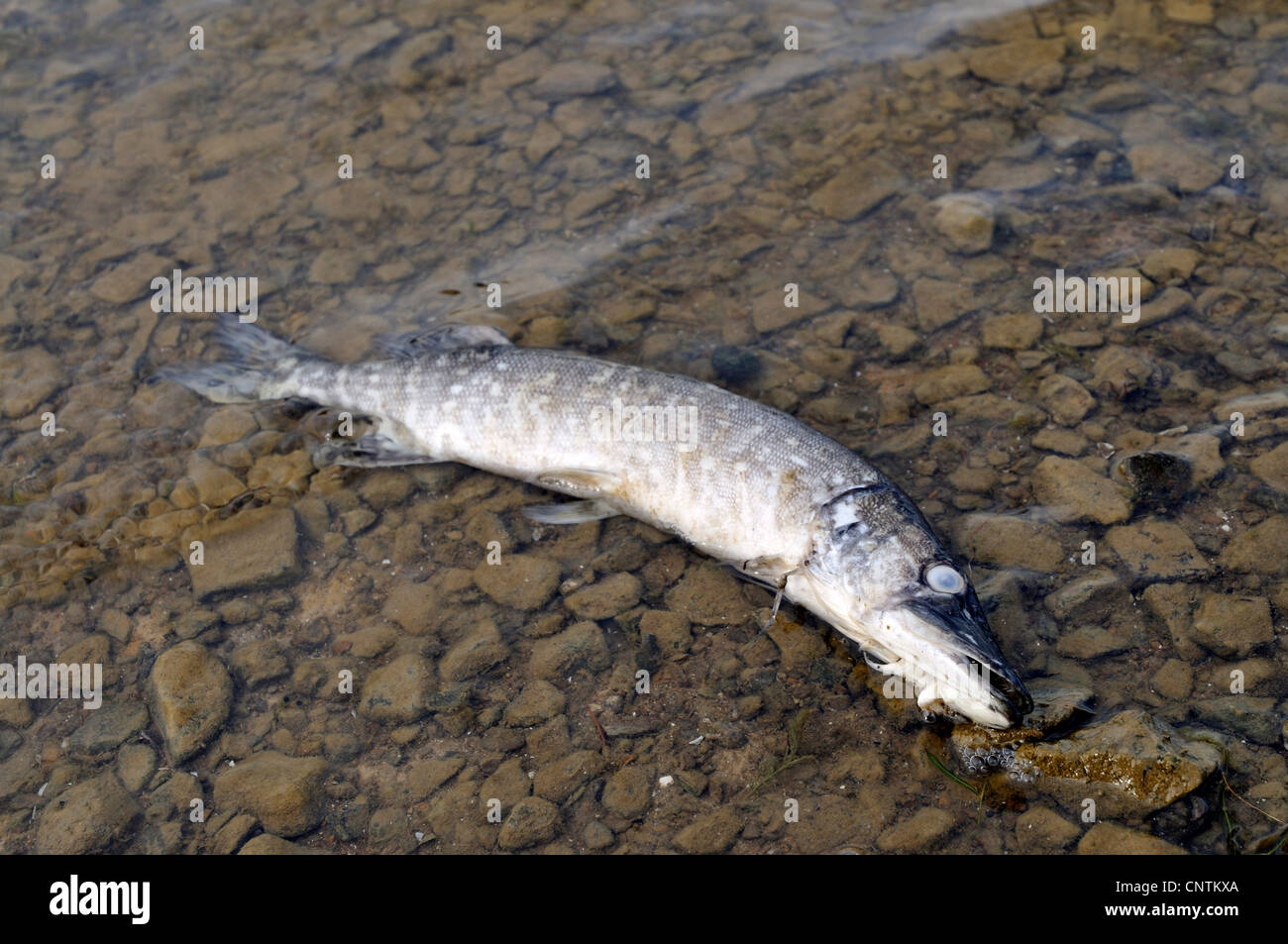 pike, northern pike (Esox lucius), lying dead in shallow water Stock