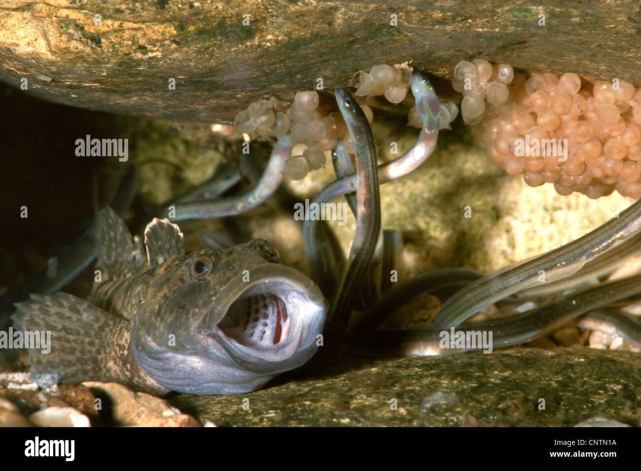 eel, European eel, river eel (Anguilla anguilla), glass feeding on