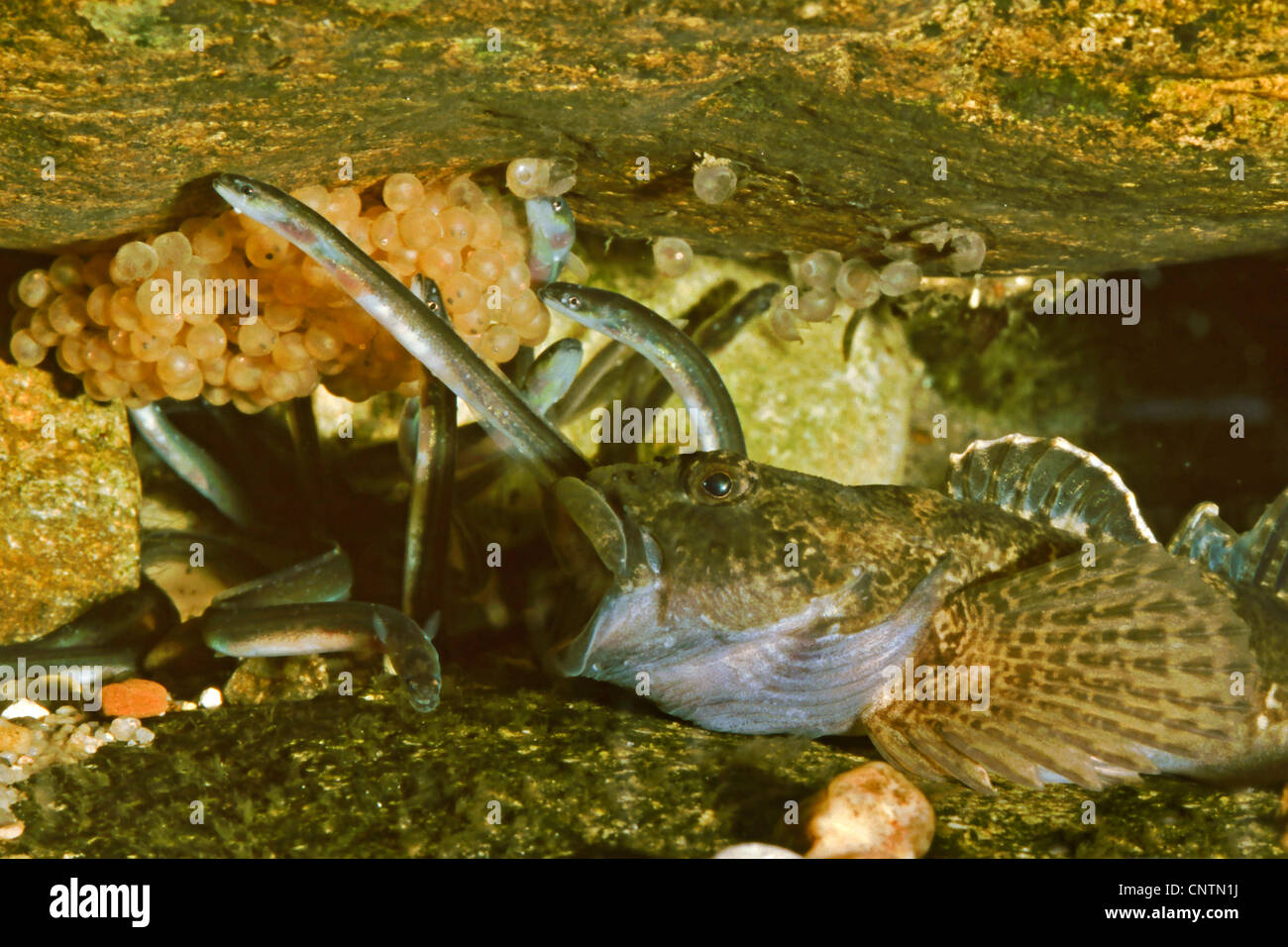 eel, European eel, river eel (Anguilla anguilla), glass feeding on