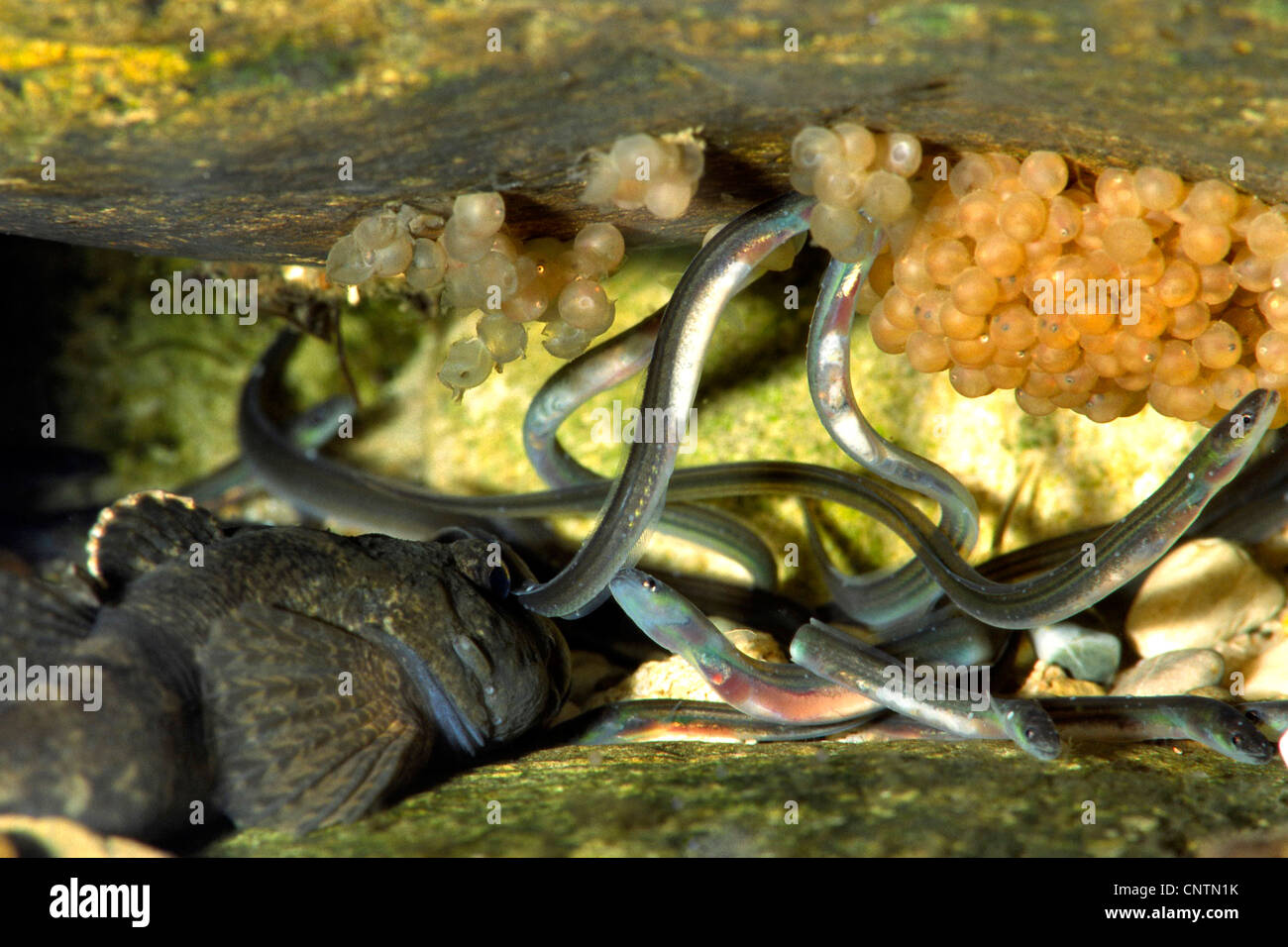 eel, European eel, river eel (Anguilla anguilla), glass feeding on