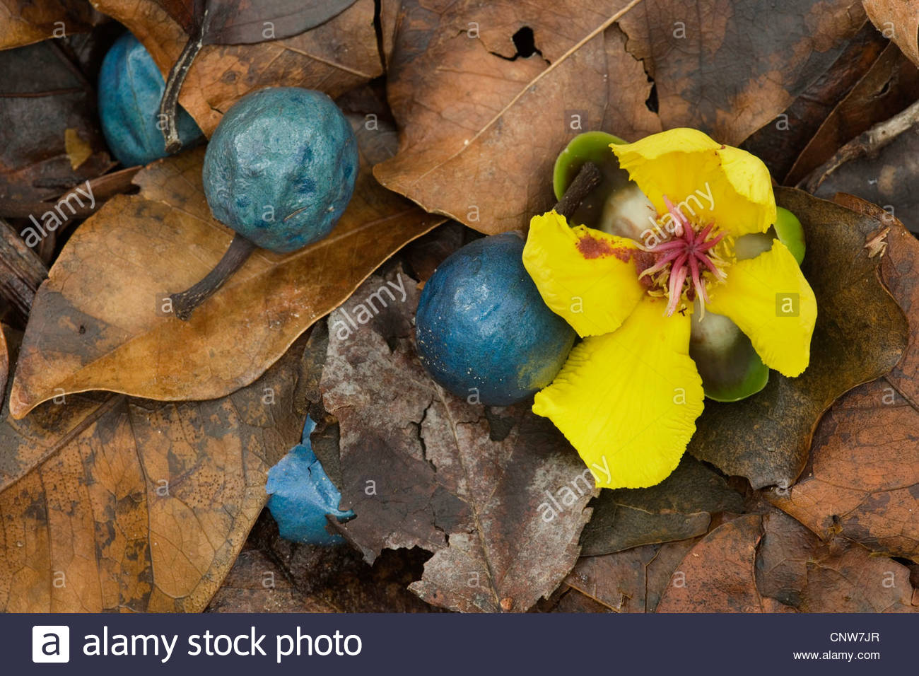 Blue Quandong Elaeocarpus angustifolius tropical fruit and 