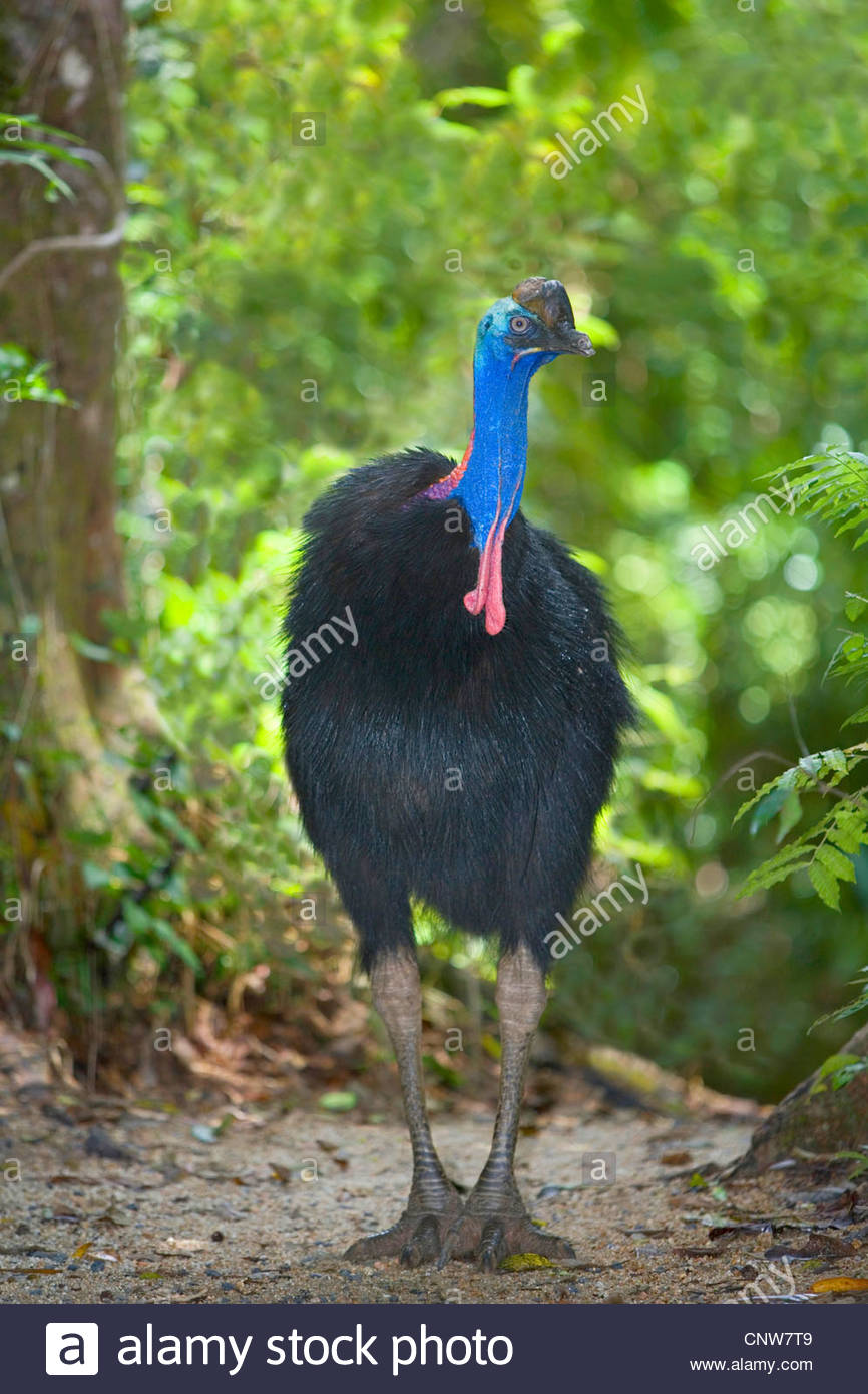 Southern Cassowary, Doublewattled Cassowary, Australian Cassowary