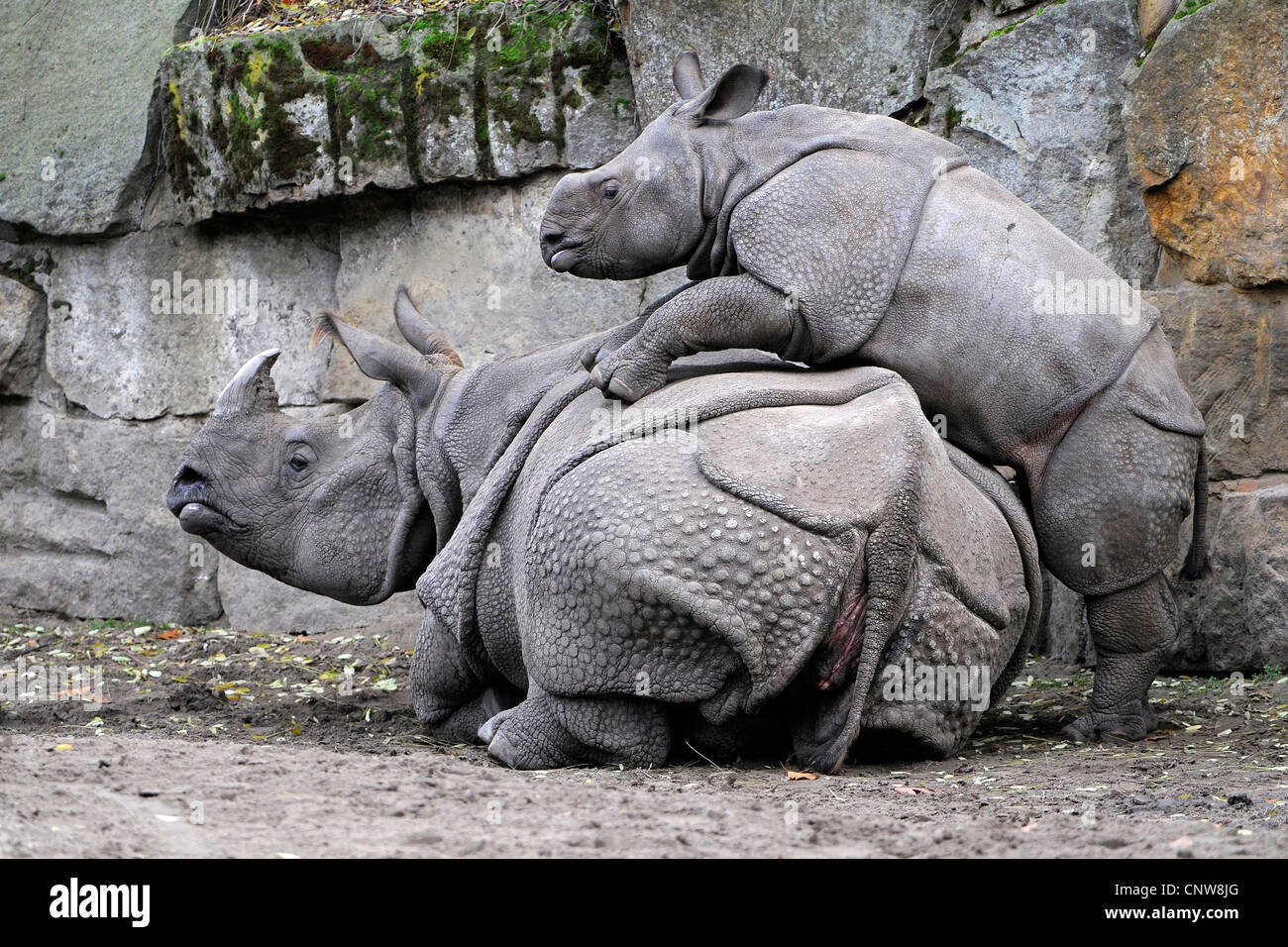 Great Rhino Great Rhino
