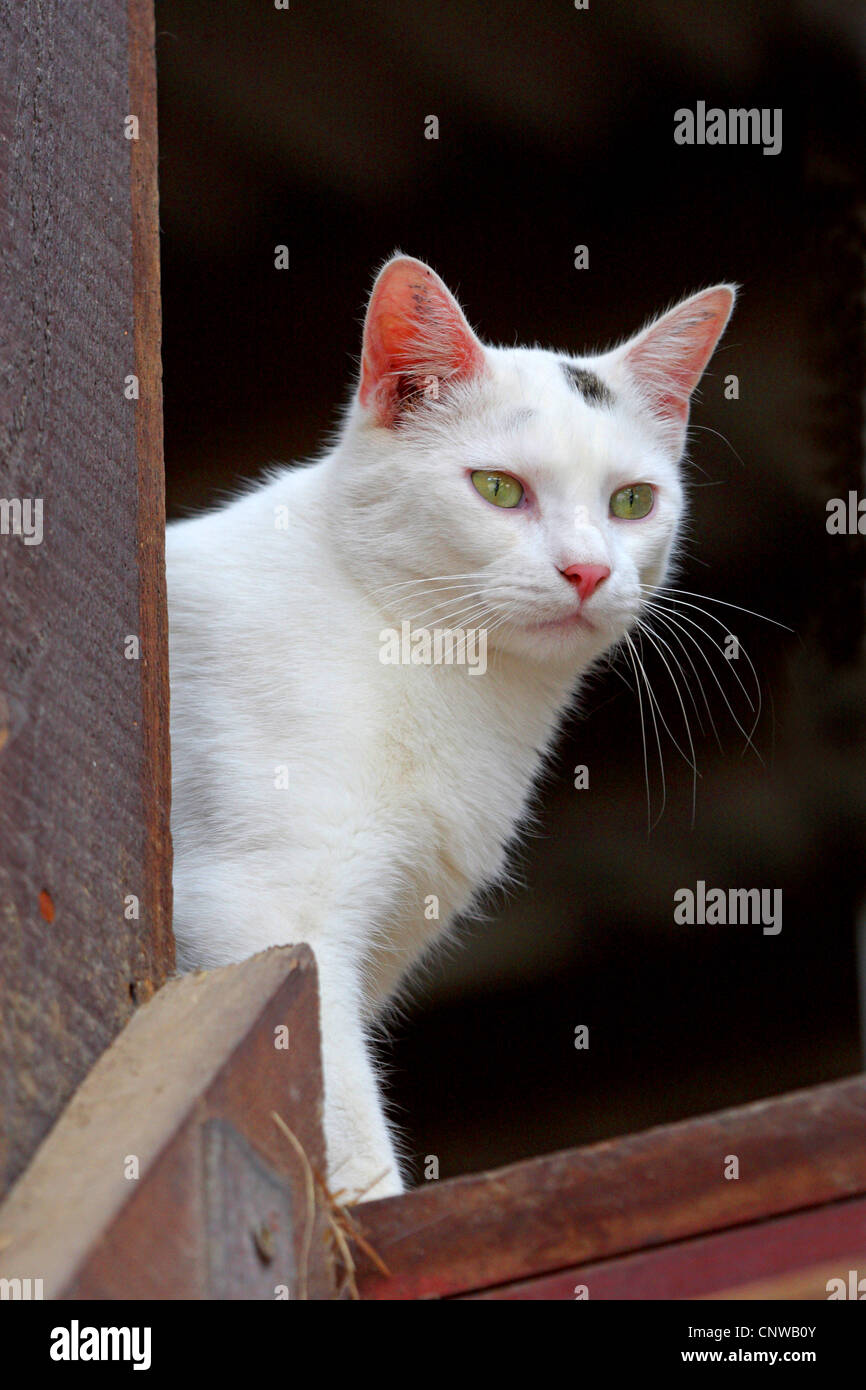 Domestic Cat House Cat Felis Silvestris F Catus At The Farm House