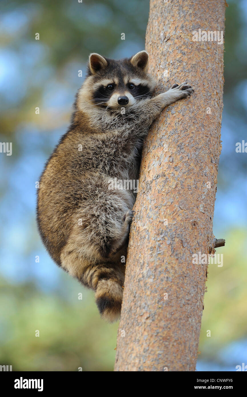 common raccoon (Procyon lotor), climbing at a trunk Stock Photo