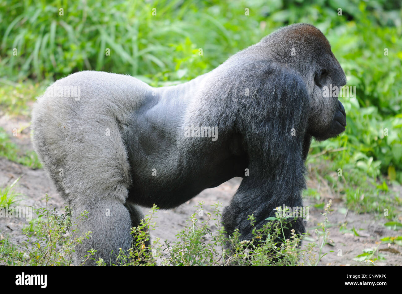 Silverback Gorilla profile Stock Photo, Royalty Free Image 47892824