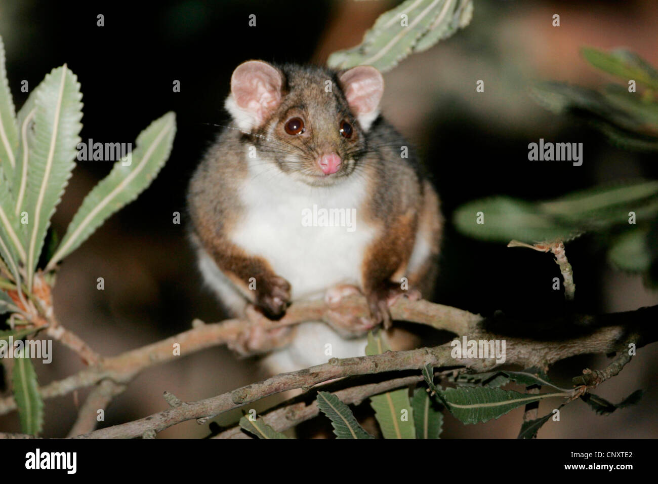 lemuroid-ringtail-possum-brush-tipped-ri