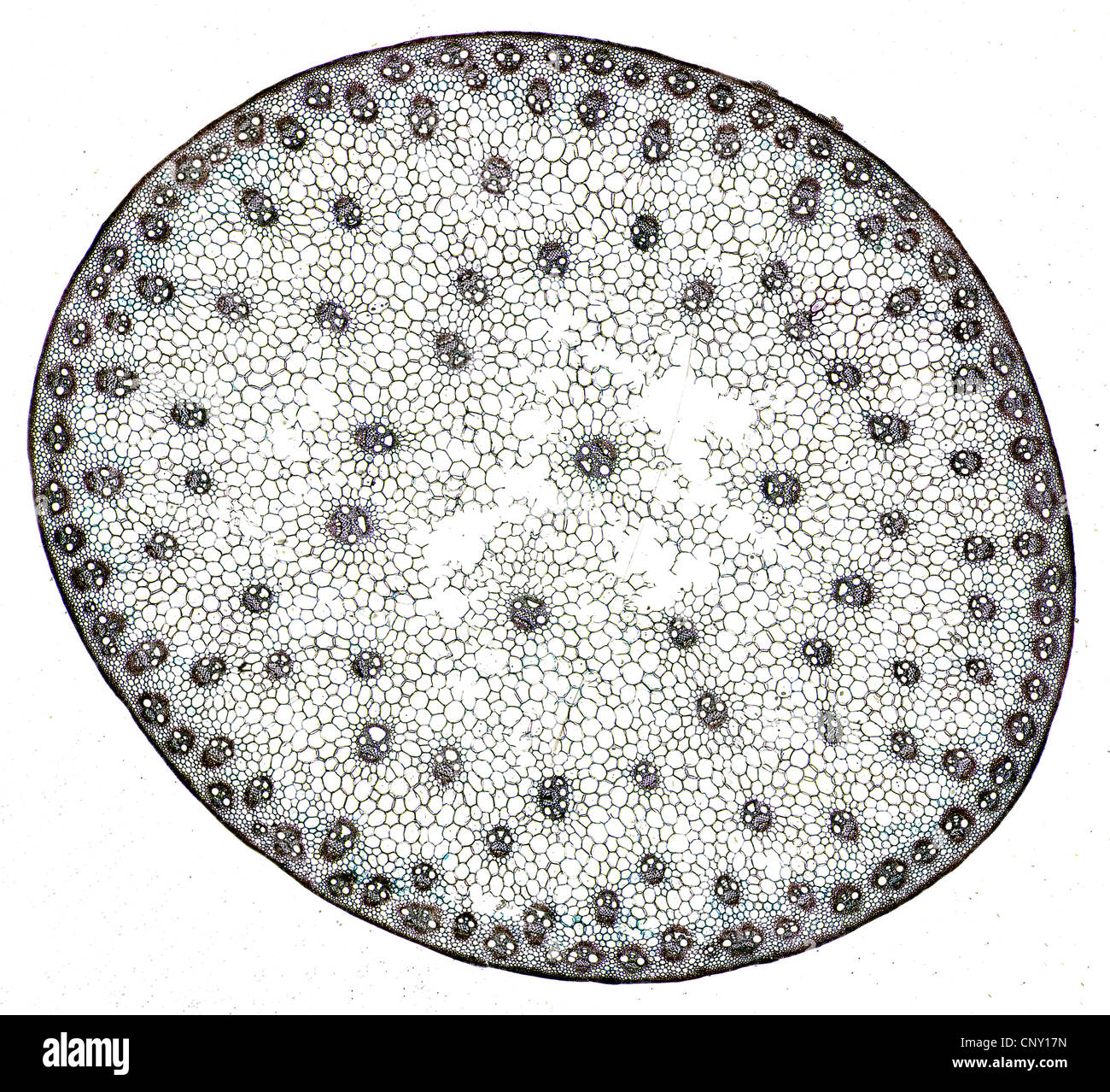 Pictures Of A Monocot 42