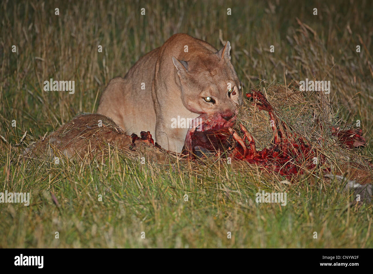 what does a puma eat