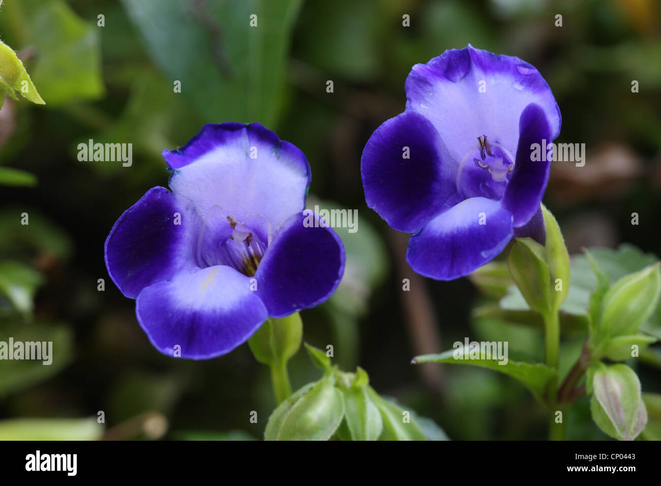 Bluewings Wishbone Flower Torenia fournieri flowers Stock 
