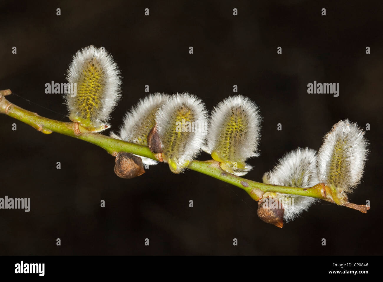 Pussy Willow Goat Willow Great Sallow Salix Caprea Male Catkin