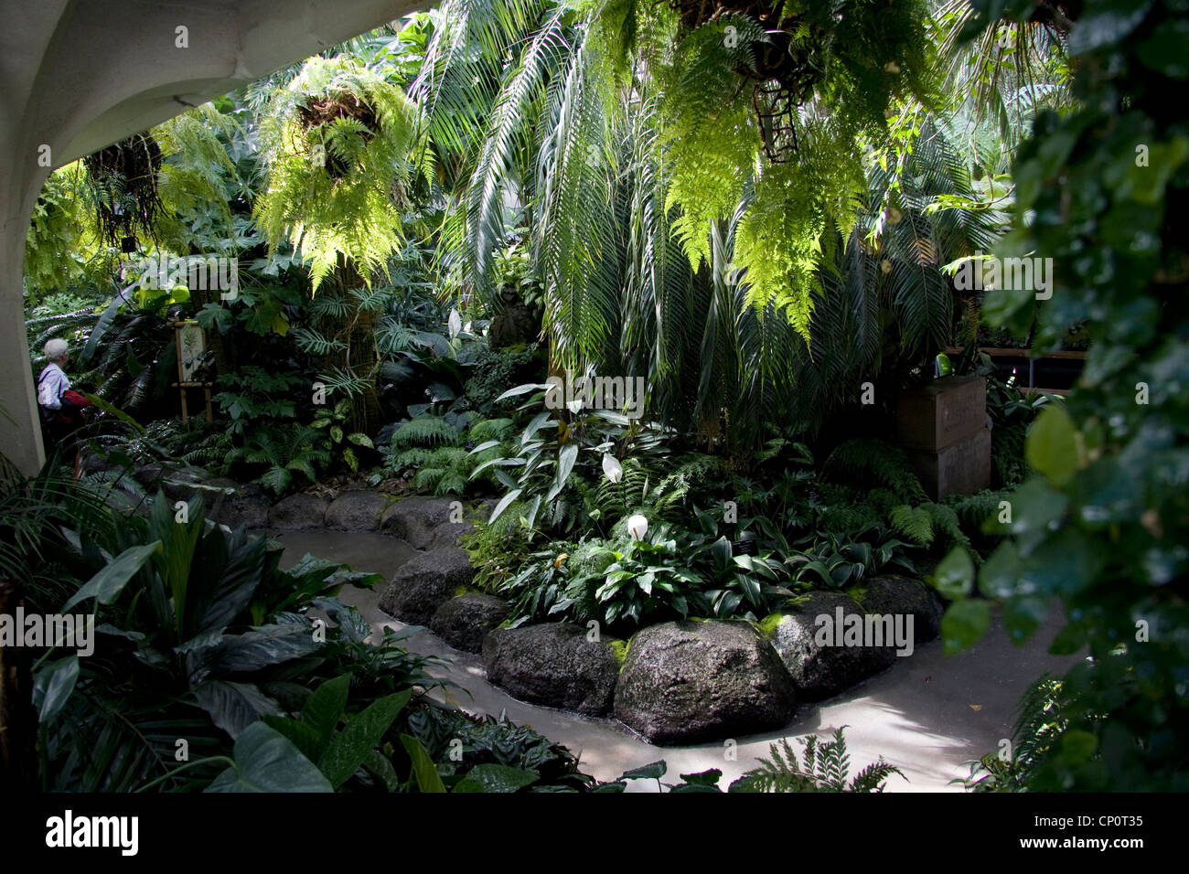 tropical plants in the glass house, christchurch botanic gardens tropical plants in the glass house, christchurch botanic gardens