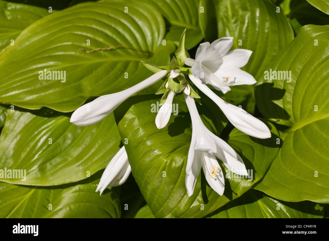 white flowers of fragrant hosta august lily hosta white flowers of fragrant hosta august lily hosta
