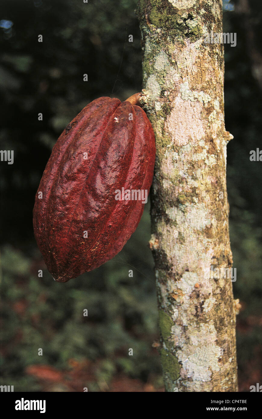 Ghana Cocoa Plant Stock Photo, Royalty Free Image 48050114 Alamy