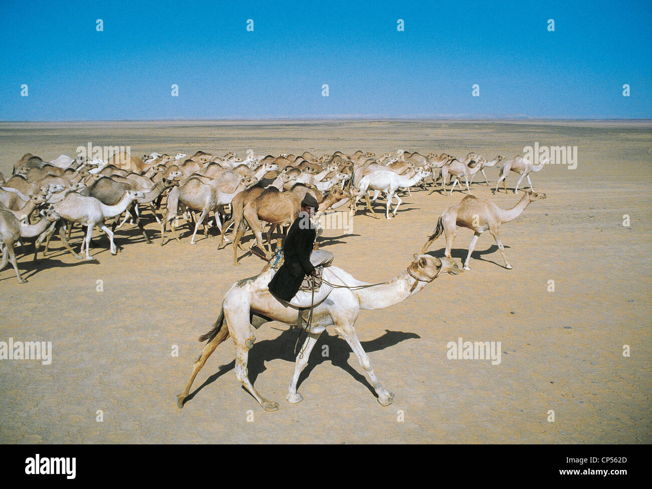 Egypt Caravan Of Camels Stock Photo, Royalty Free Image 48057701 Alamy