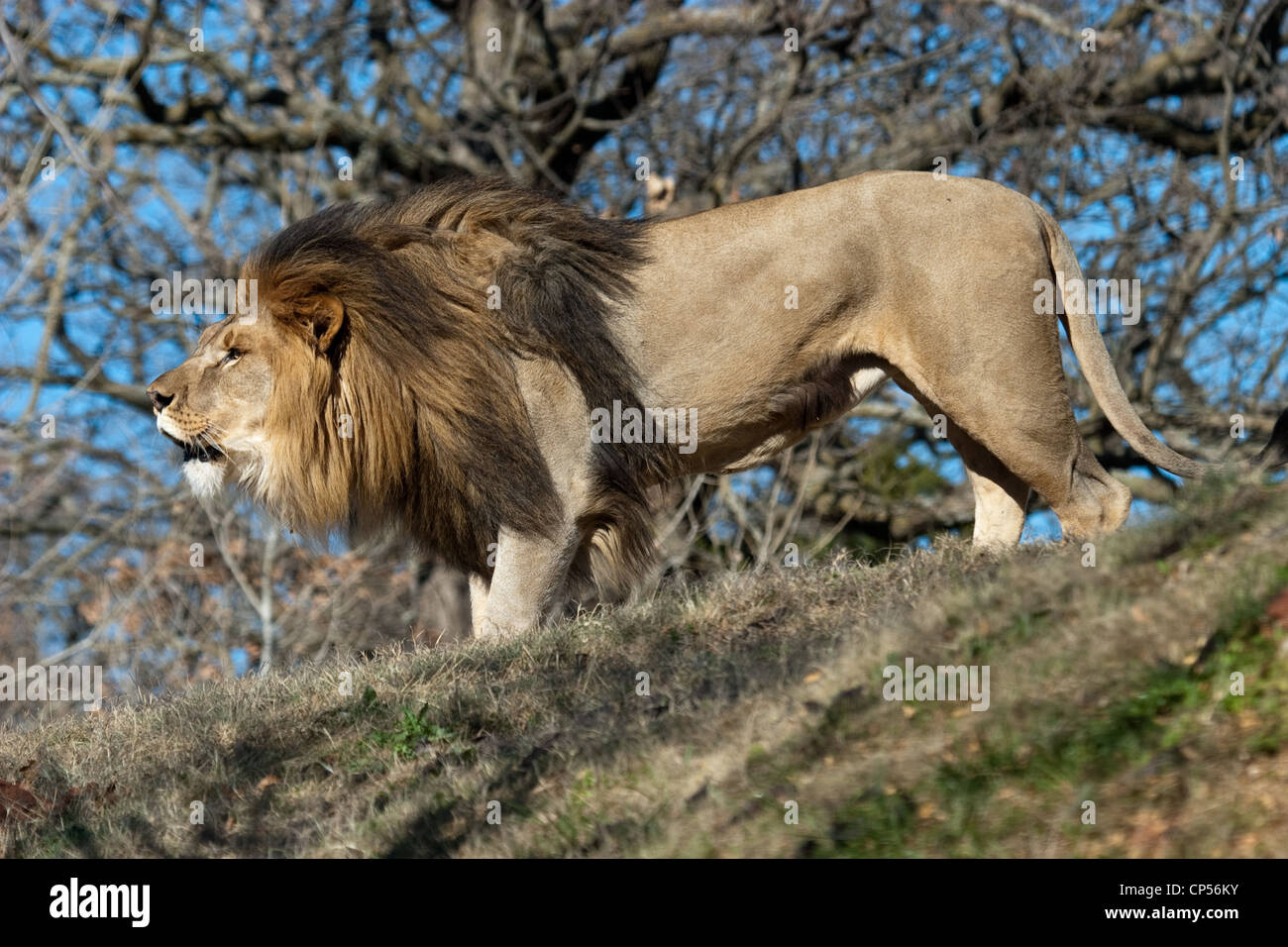 big-cat-cat-lion-male-lion-mane-CP56KY.j