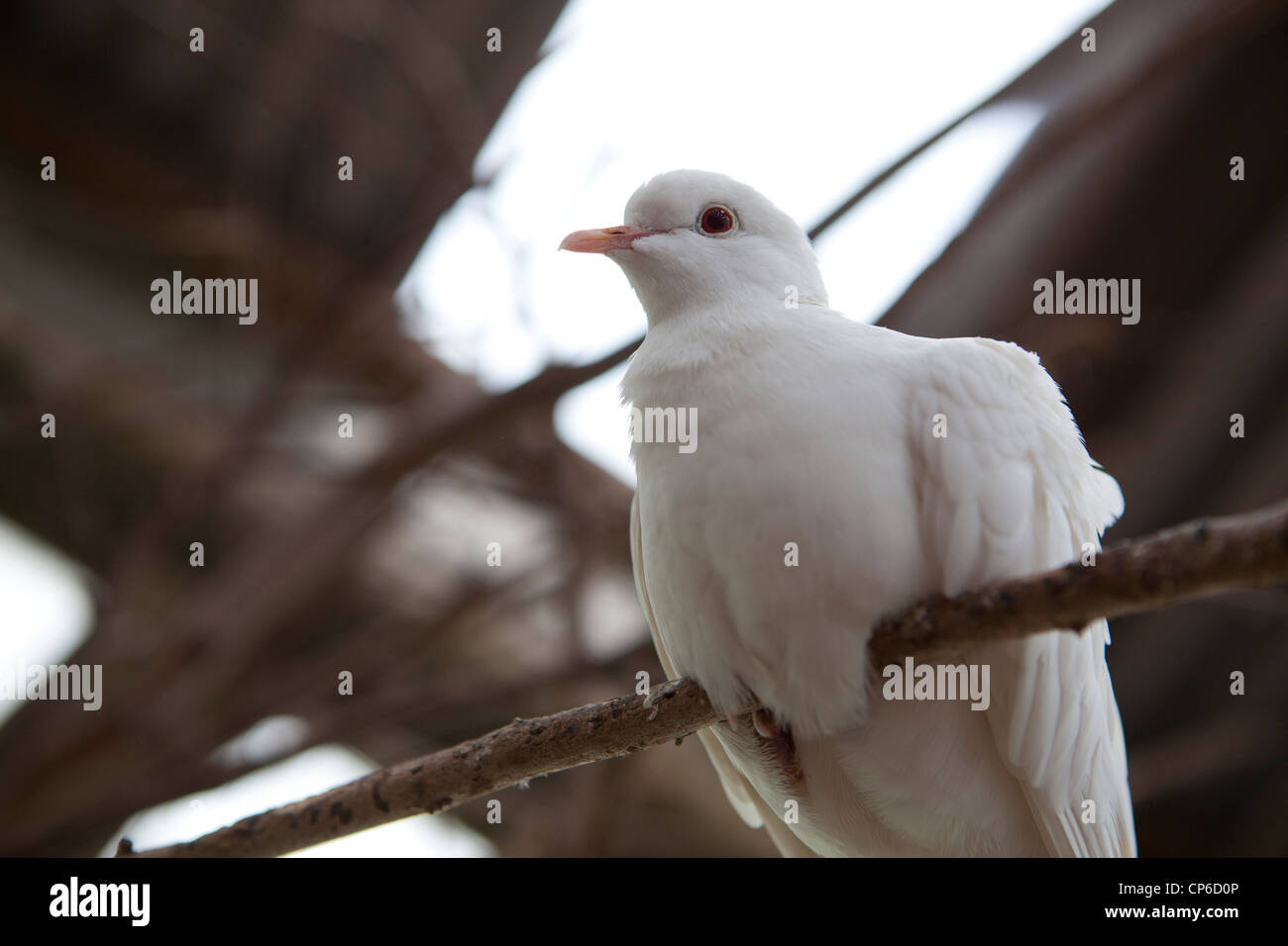 A white dove sitting in a tree at Klapmuts, Western Cape, South Stock Photo, Royalty Free Image