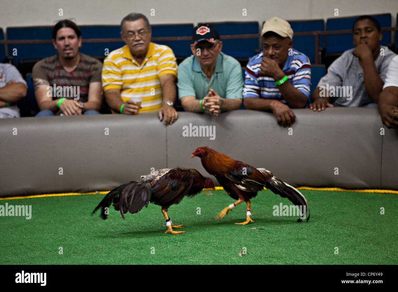 Puerto Rico Cock Fights 8