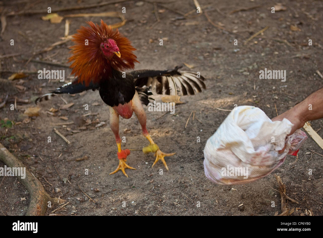 Cock Fighting Rooster 25