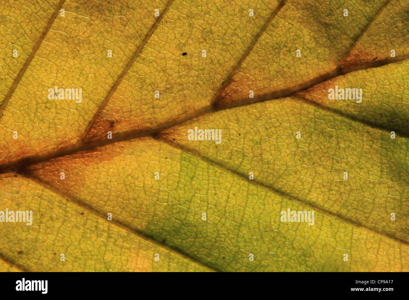 Backlit-autumn-coloured-leaf-CP9A17.jpg