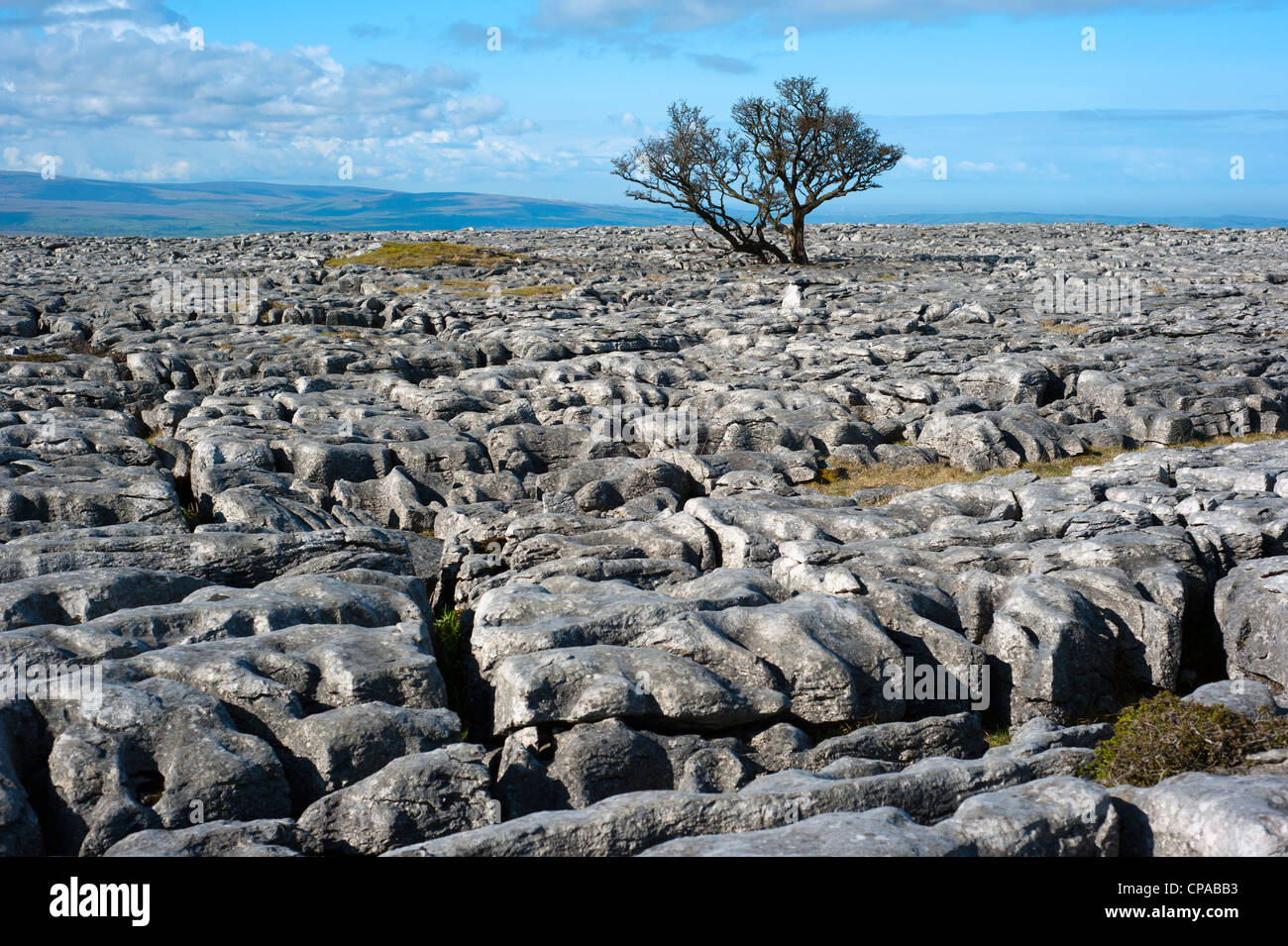 Limestone Pavement White Scars Ingleton Yorkshire Dales National