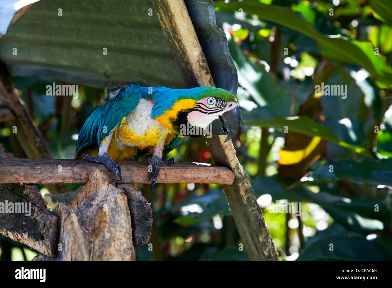 Stressed Parrot Stock Photo, Royalty Free Image 48172287 Alamy