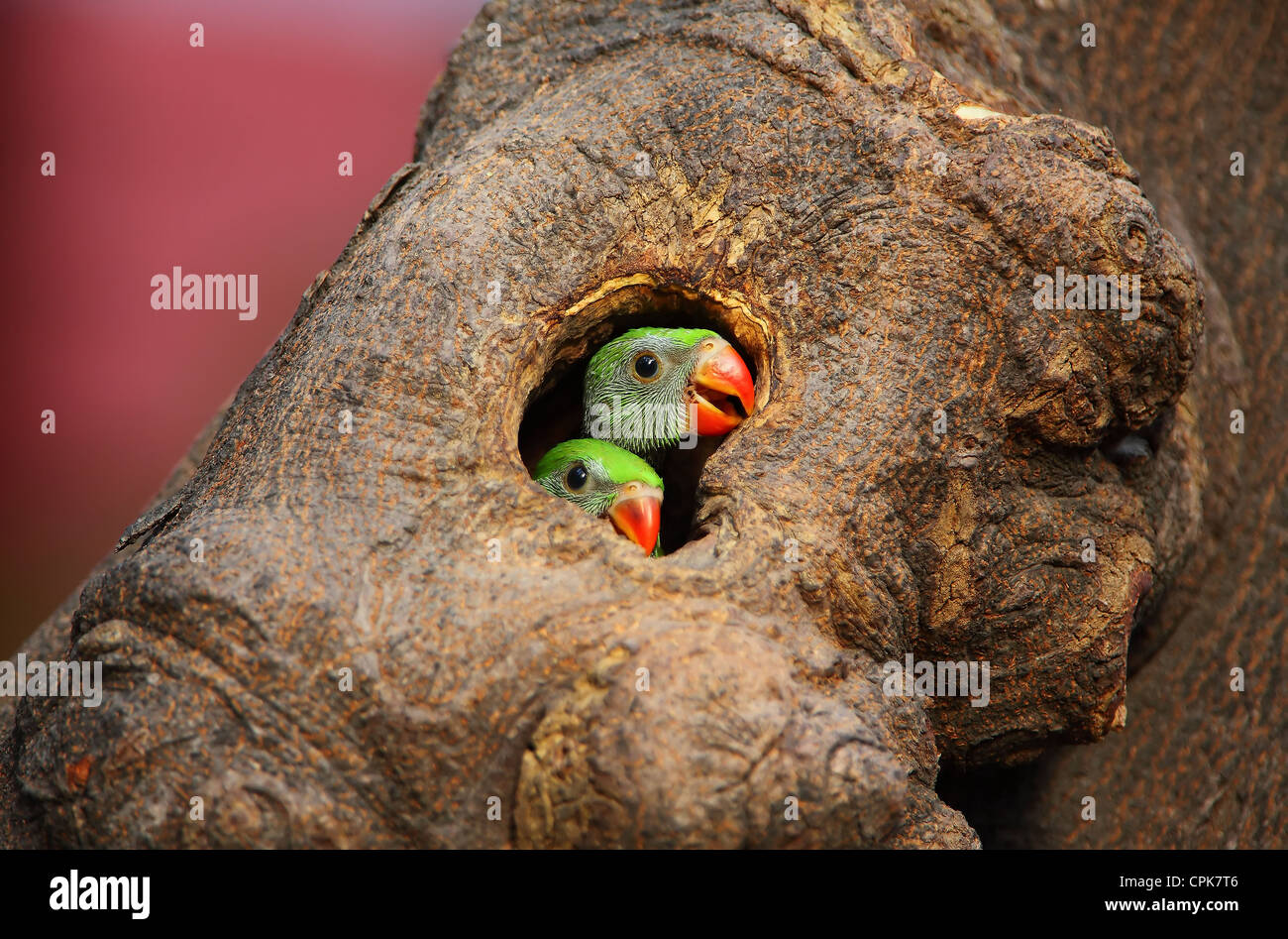 hindu singles in birdsnest Pinned by jimbr549 onto body paint - women description: birds nest tags: babe, body-paint, hot, pussy. hindu singles in birdsnest Pinned by jimbr549 onto body paint - women description: birds nest tags: babe, body-paint, hot, pussy.