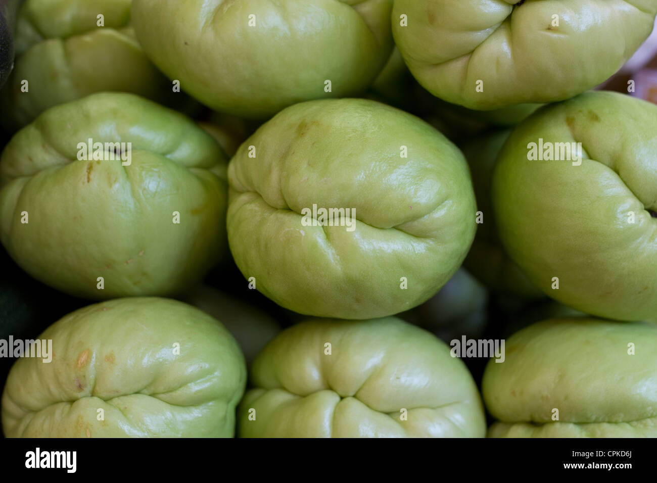exotic vegetables: chocho from costa rica stock photo, royalty