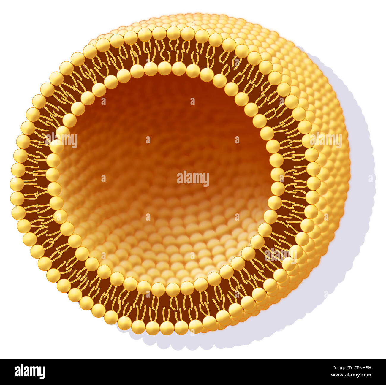 CELL MEMBRANE, ILLUSTRATION Stock Photo, Royalty Free Image 48417813 Alamy