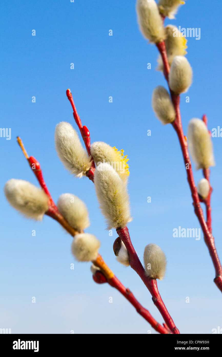 Yellow Blooming Pussy Willow Branches Stock Photo Alamy