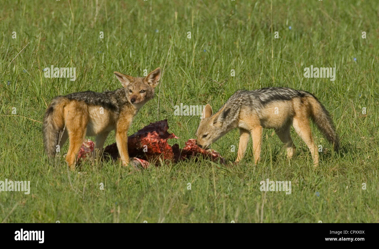 Blackbacked jackals eating kill of Thomson's gazelle Stock Photo