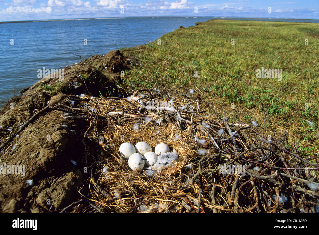 Nest of a Roughlegged Buzzard (Buteo lagopus), Taymyr Peninsula Stock