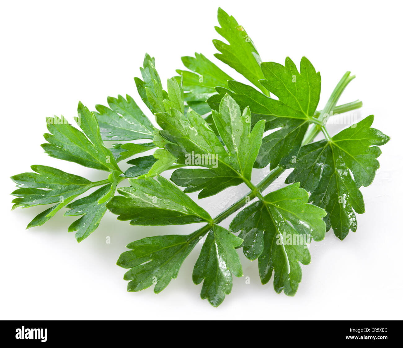 Bunch of green coriander on a white background Stock Photo, Royalty
