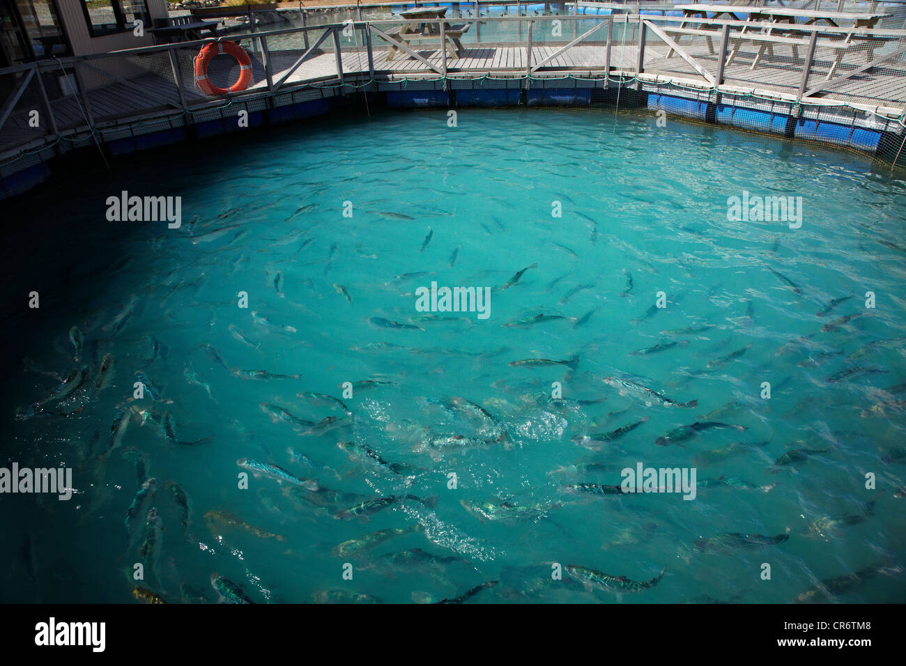 Fish at High Country Salmon Farm, near Twizel, Mackenzie Country Stock