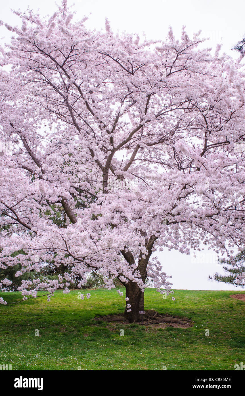 a prunus xyedoensis afterglow aka yoshino cherry tree stock photo royalty free image a prunus xyedoensis afterglow aka yoshino cherry tree stock photo royalty free image