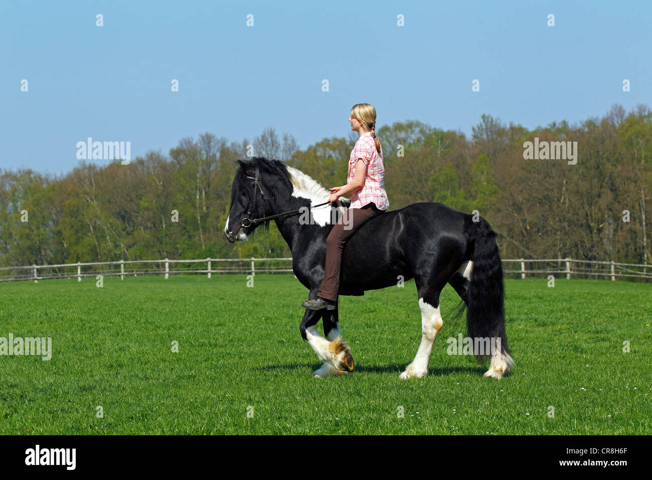 Young woman riding a Gypsy Vanner horse or Irish tinker ... Young woman riding a Gypsy Vanner horse or Irish tinker ...