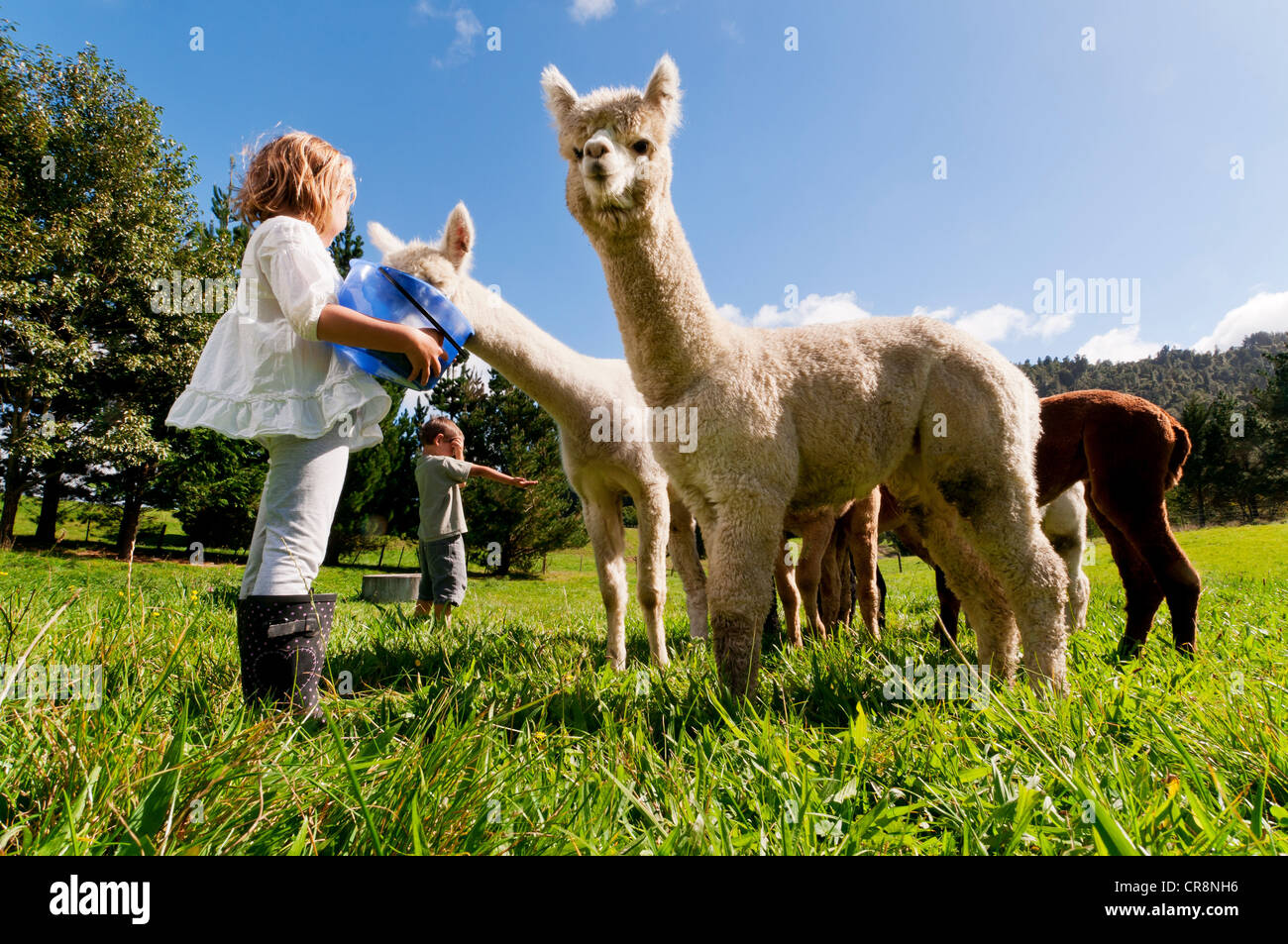 Children feeding alpacas in field Stock Photo, Royalty Free Image