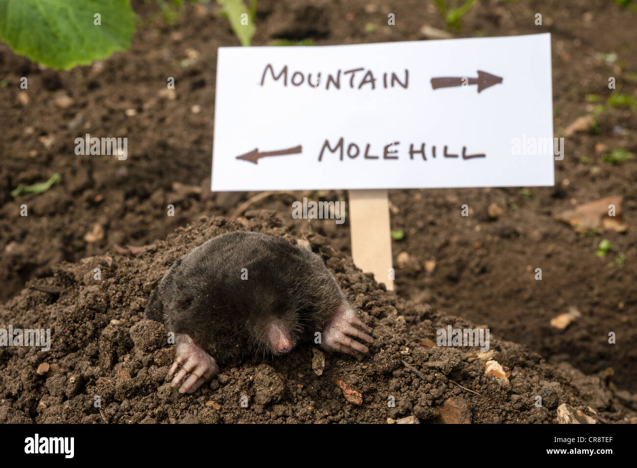 a-mole-making-a-mountain-out-of-a-molehill-CR8TEF.jpg