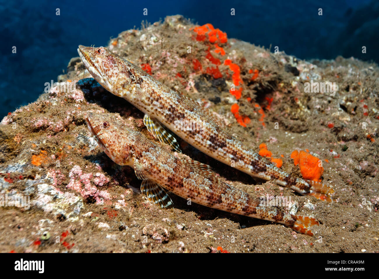 Atlantic Diamond Lizardfish Synodus Synodus Madeira Portugal