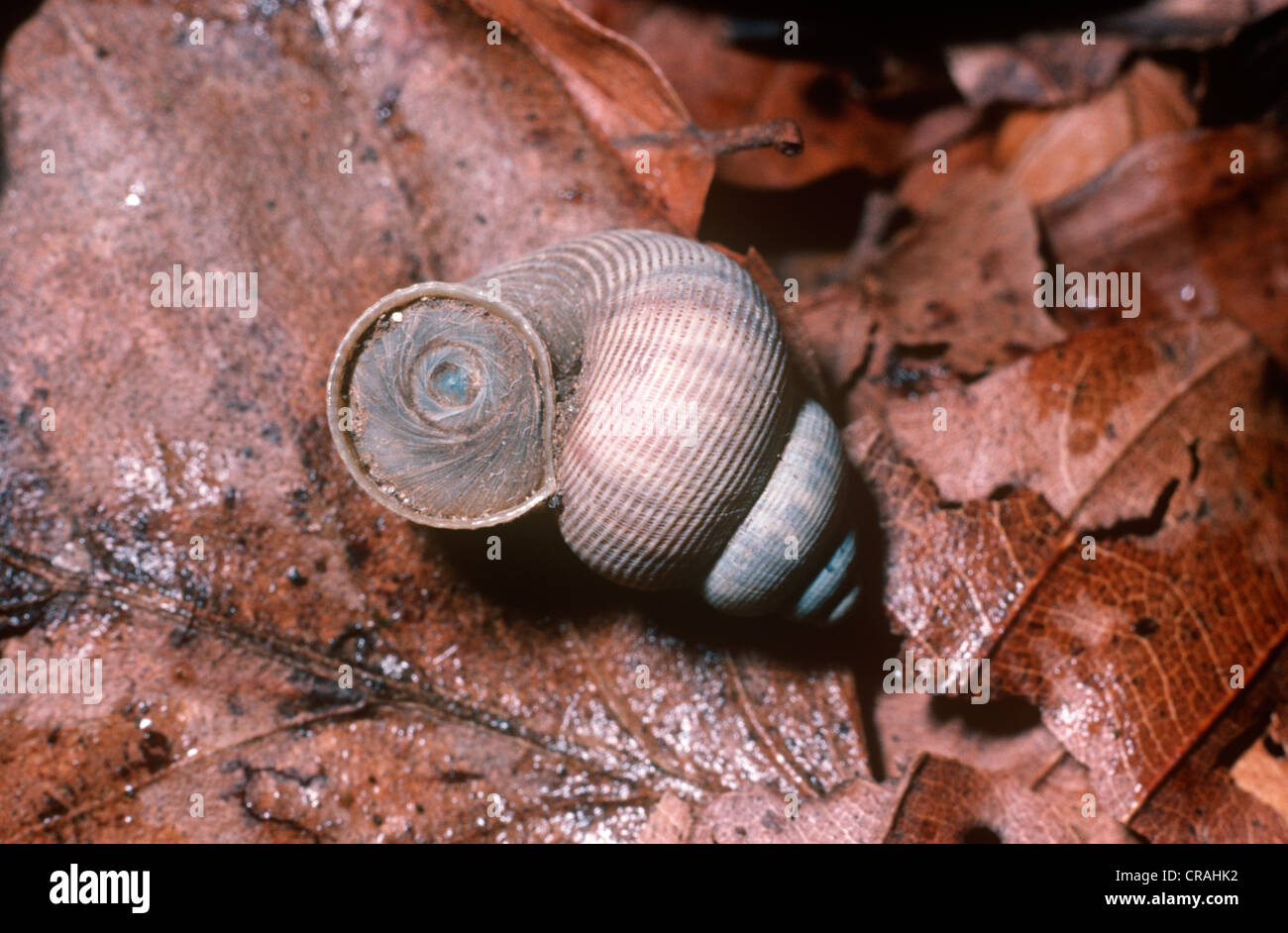 Land winkle, or roundmouthed snail (Pomatias elegans