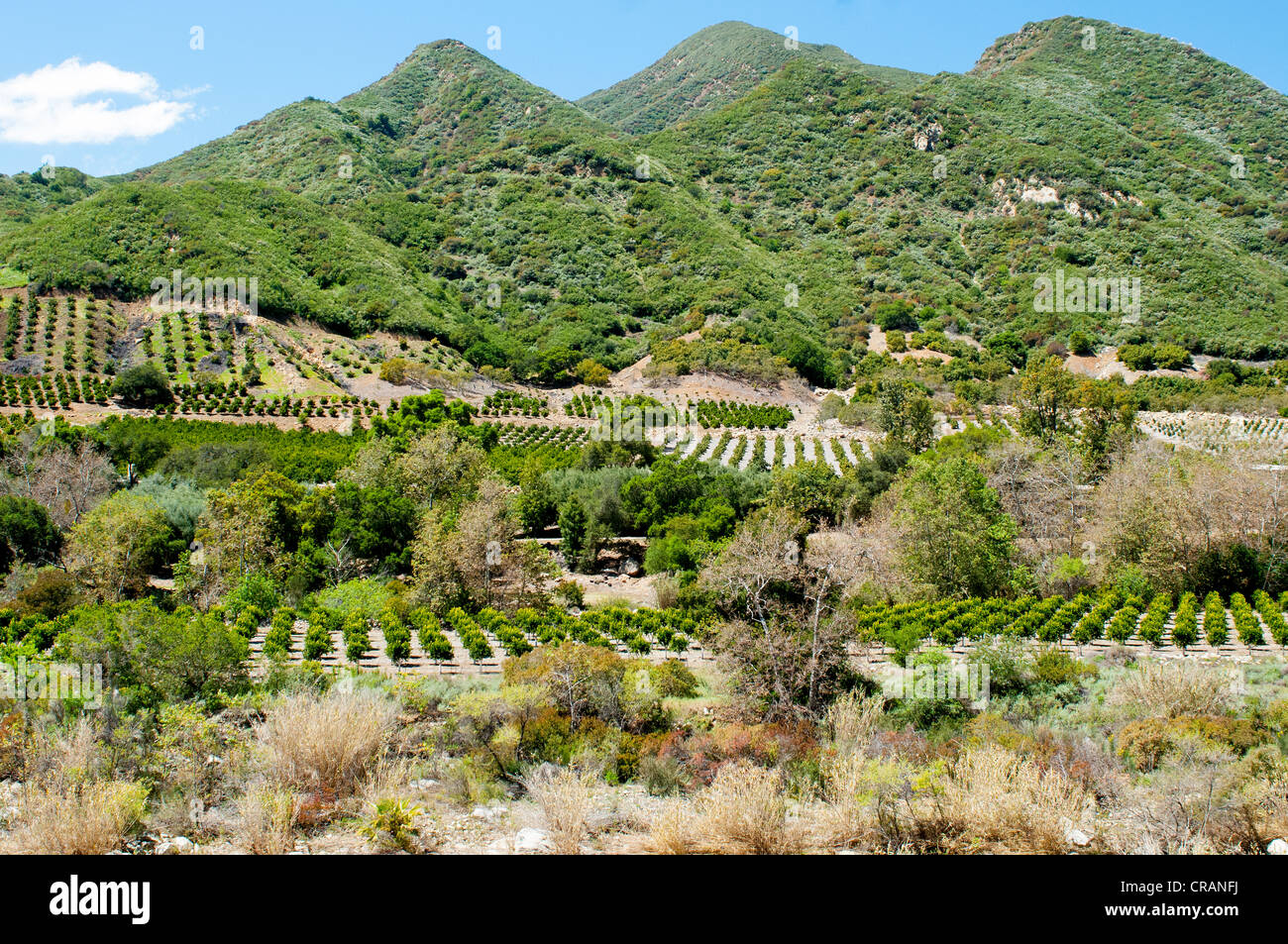 Avocado orchard in Ojai valley Central California USA Stock Photo, Royalty Free Image 48794246