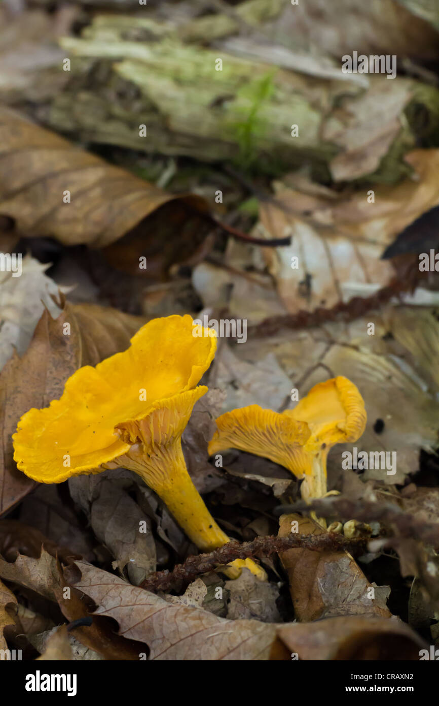 Vivid yellow false chanterelle mushrooms push between dead leaves Stock
