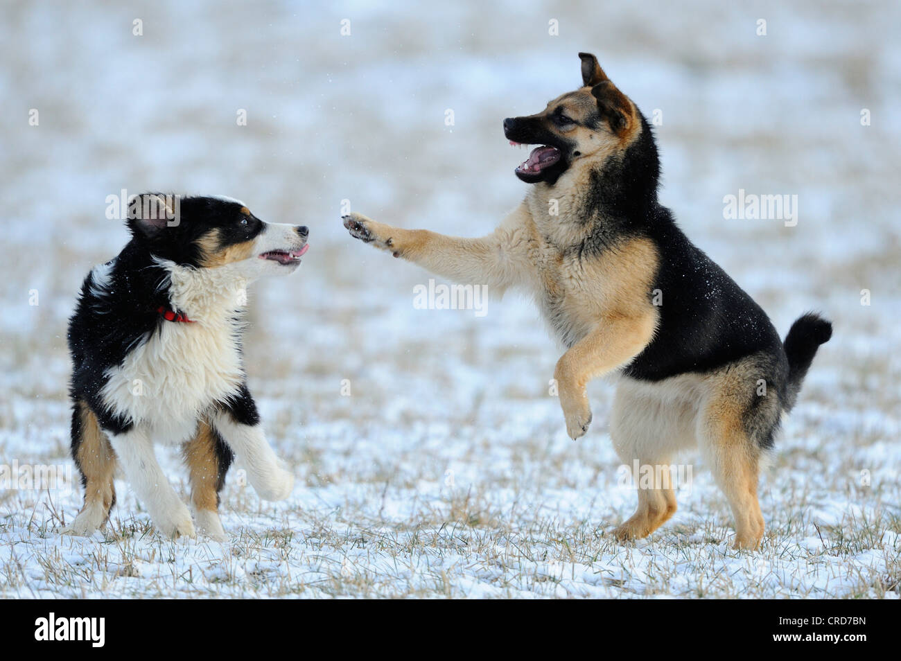 australian shepherd swimming australian shepherd dog playing stock photos u0026 australian shepherd australian shepherd swimming australian shepherd dog playing stock photos u0026 australian shepherd