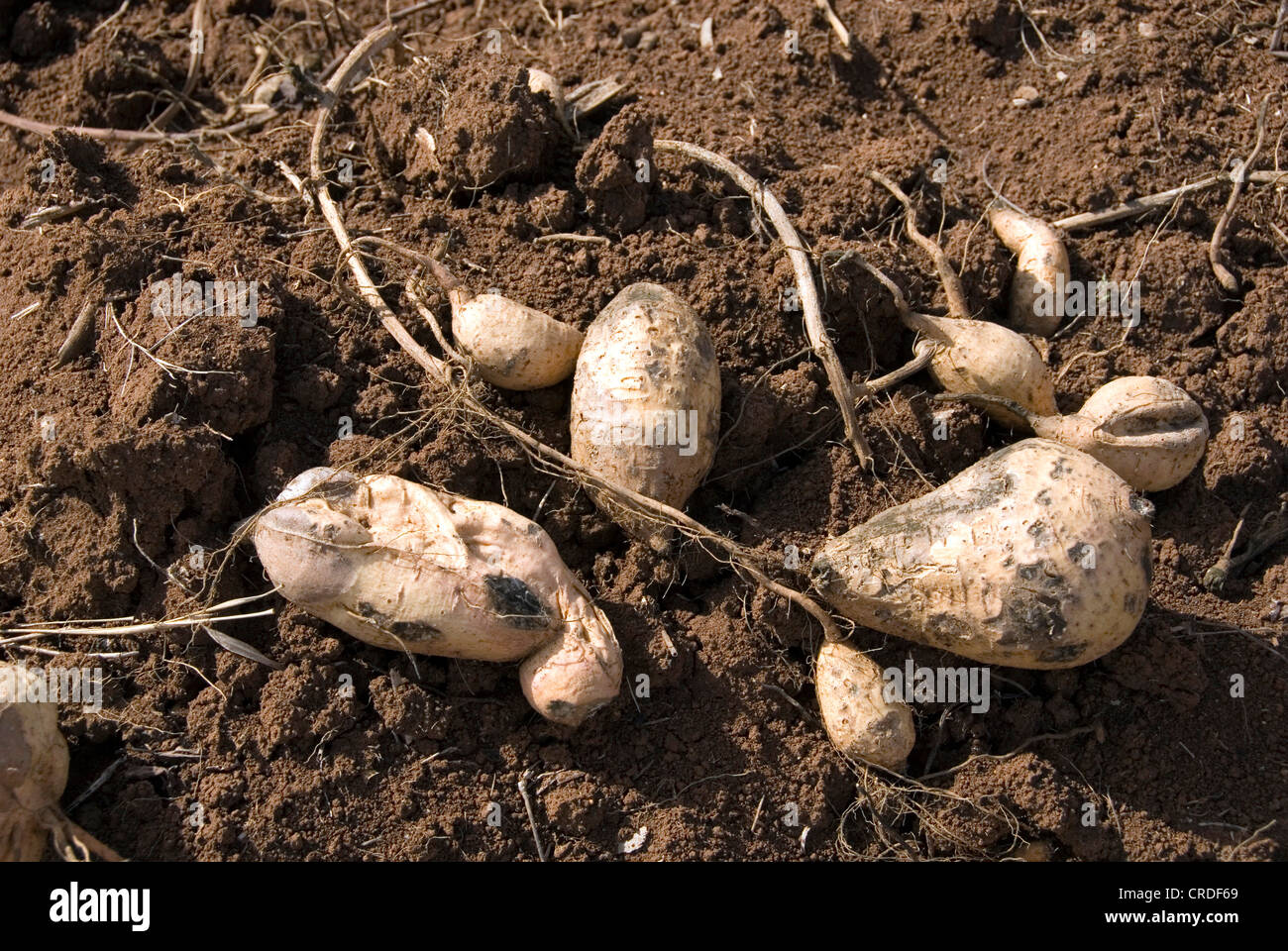 Herbs Vegetables Sweet Potato