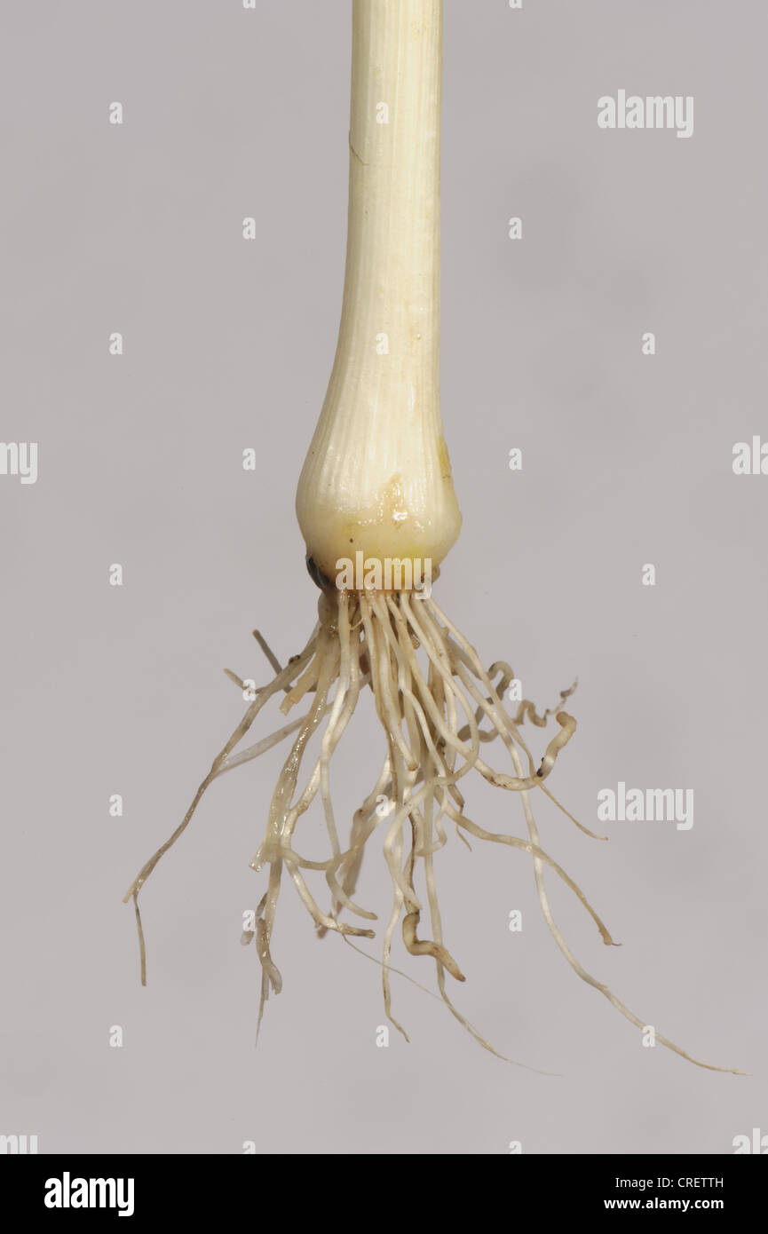 Bulb and roots of an uprooted crow garlic (Allium vineale) plant Stock